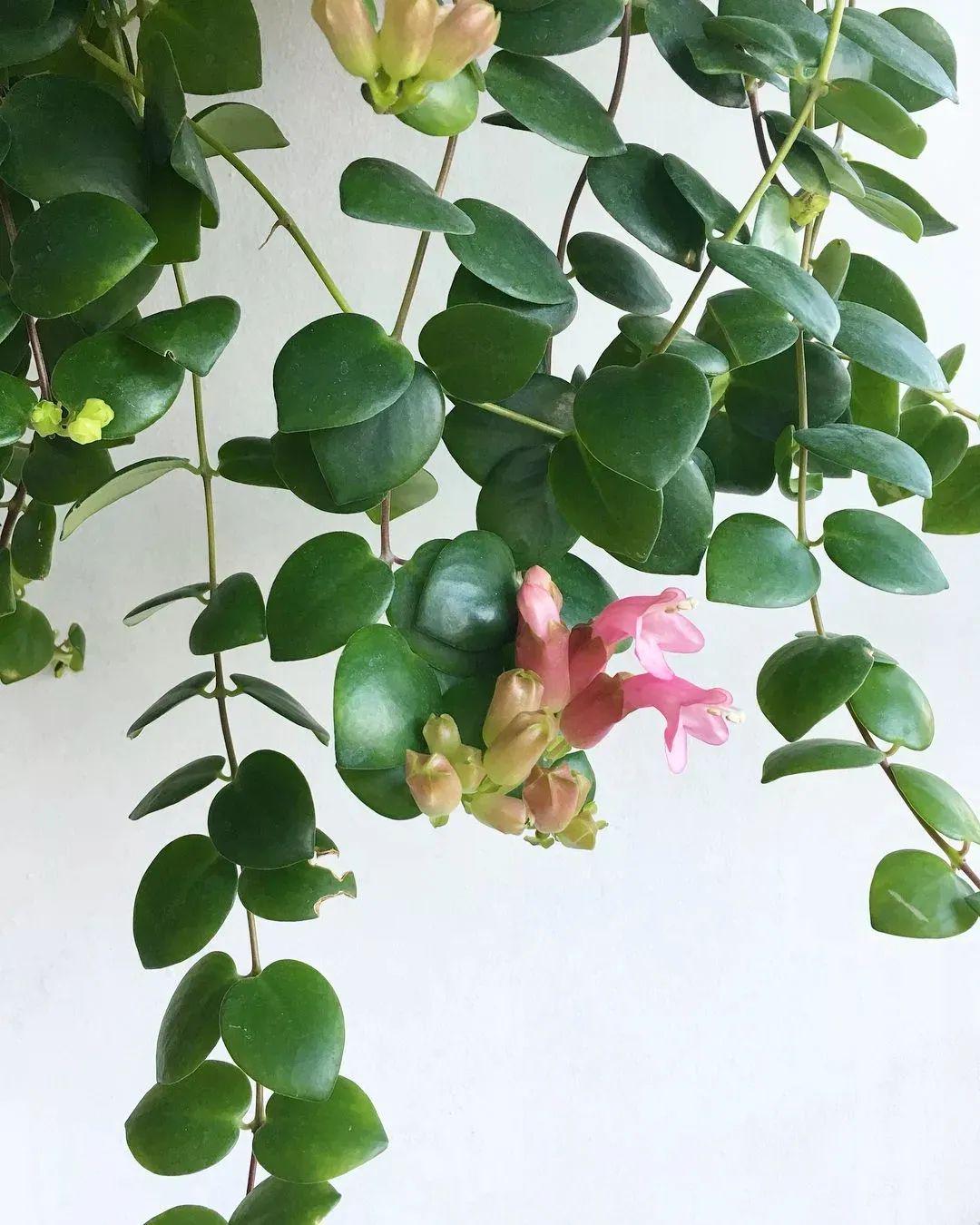 卷叶口红花(aeschynanthus radicans crispa)上面是毛萼口红花