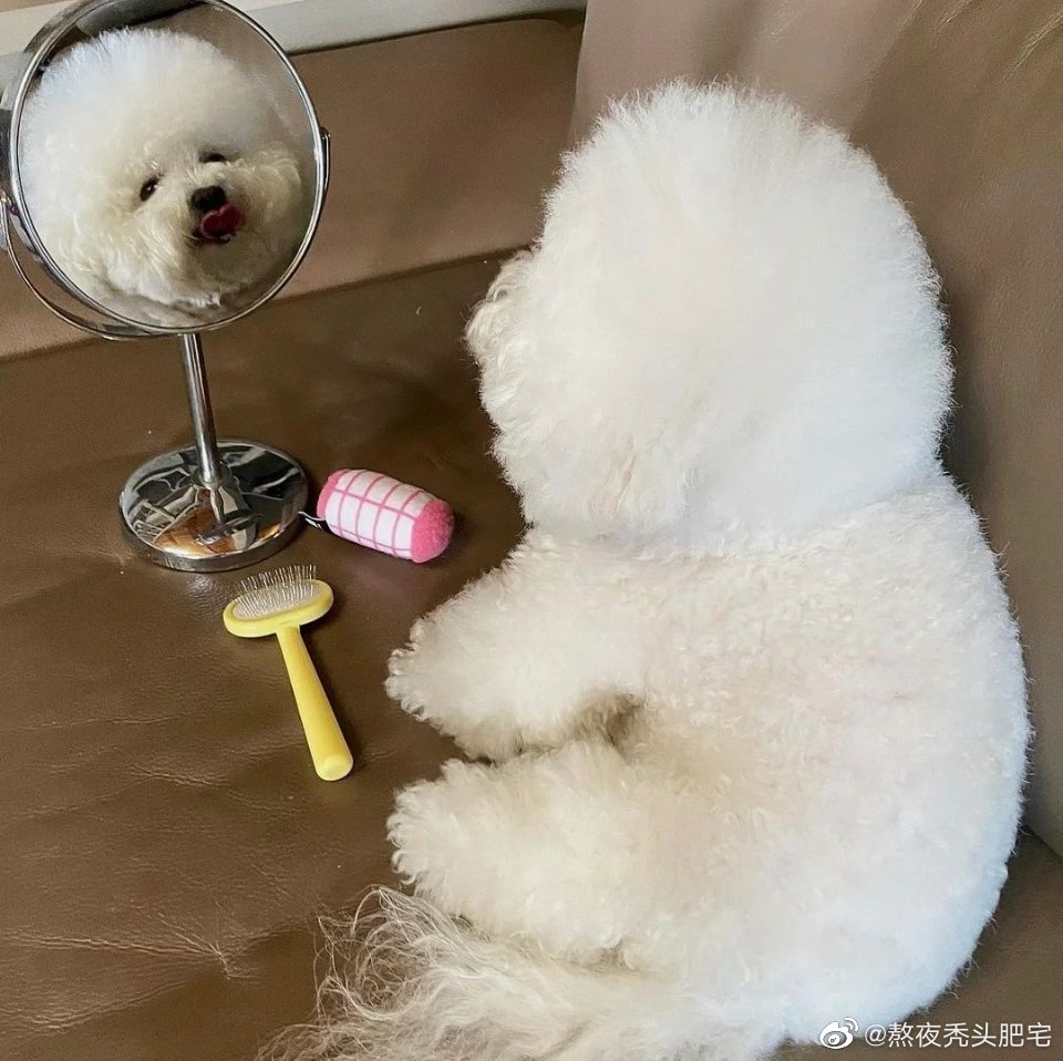 狗狗沉浸式照镜子太可爱了吧