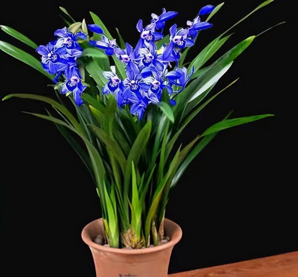 此兰值得入手,花色独特,芳香四溢,花姿典雅大气,适合新手|兰花|醉玲珑