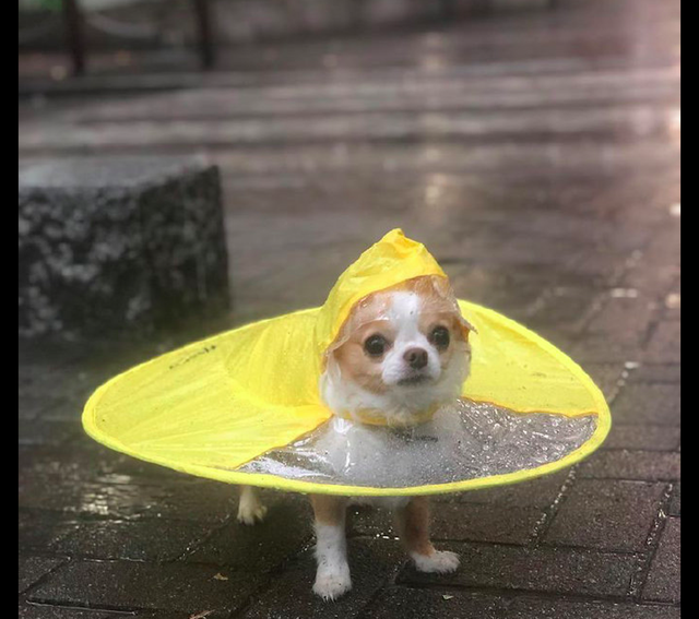 于是就把准备已久的狗狗雨衣给拿了出来,给狗狗穿上后正合适!