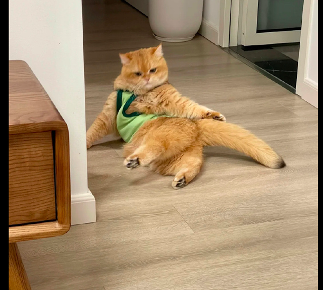 猫咪总是在家里摆弄各种姿势看起来好妖娆猫吾与他喵孰美