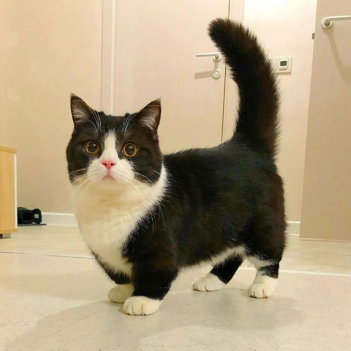 短腿猫猫界柯基可可爱爱