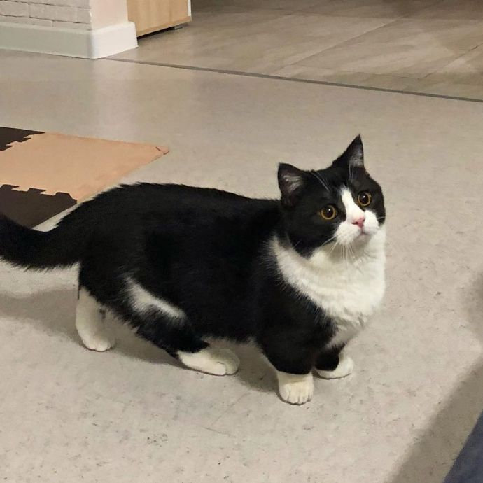 短腿猫猫界柯基可可爱爱