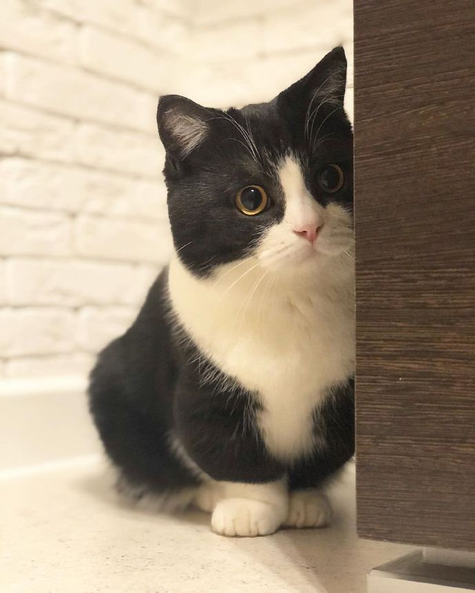 短腿猫猫界柯基可可爱爱