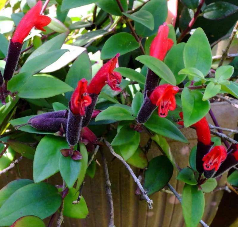 口红花(口红花图片)