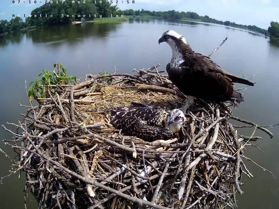 小鹰窝边拉屎掉入水中鹰妈回来也回天无力第一视角制作人计划萌宠第一