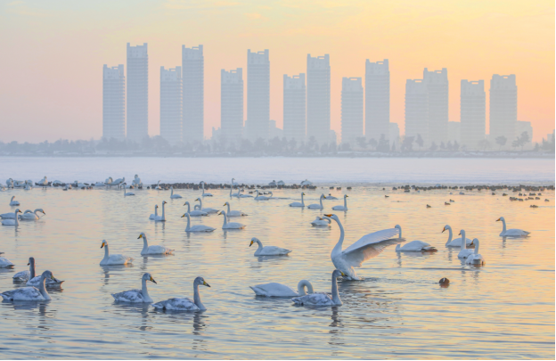 荣成市樱花湖中,大天鹅成双成对,在湖面上栖息,游弋.受访者供图