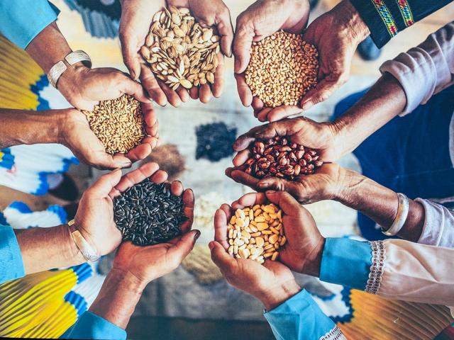 种子行业抖音seo排名