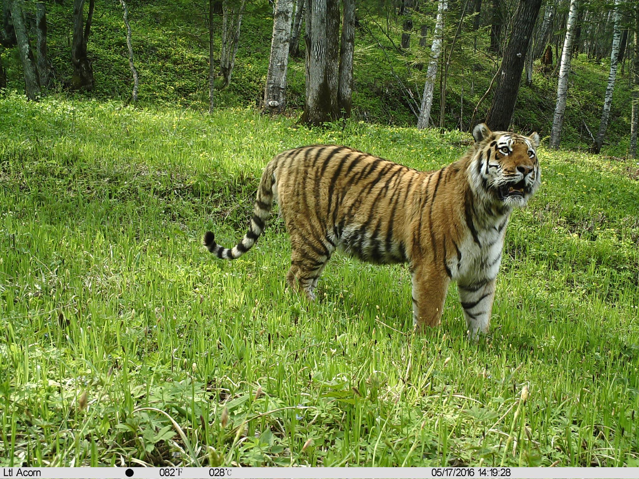 伟大变革|让东北虎乡"虎虎生威"|赵岩|东北虎豹国家公园|虎豹_新浪