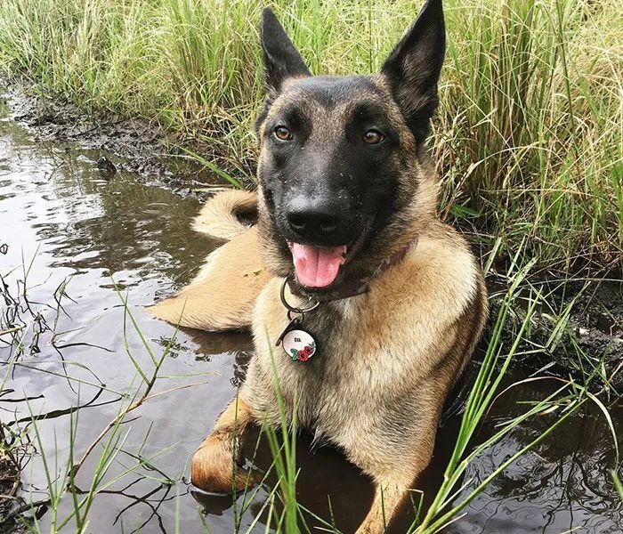 主人被美洲狮攻击下一秒马犬冲出死里逃生的主人我欠它一条命