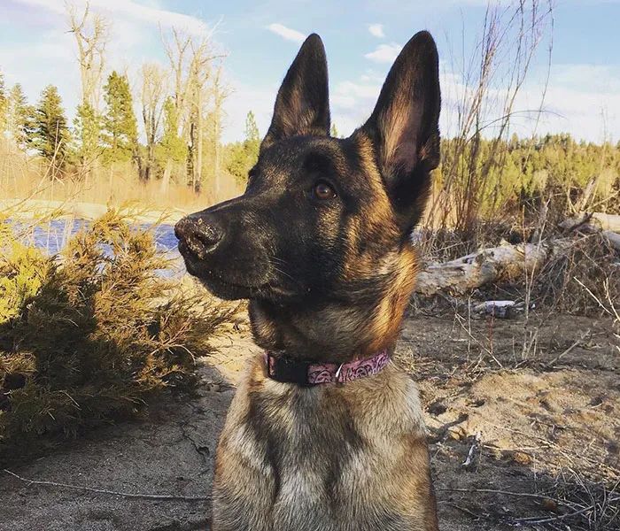 主人被美洲狮攻击下一秒马犬冲出死里逃生的主人我欠它一条命