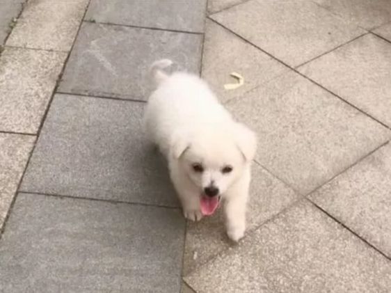 捡了一只小奶狗，3天后狗妈妈上门要孩子，主人却不想还了休闲区蓝鸢梦想 - Www.slyday.coM