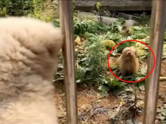 捡了一只小奶狗，3天后狗妈妈上门要孩子，主人却不想还了休闲区蓝鸢梦想 - Www.slyday.coM