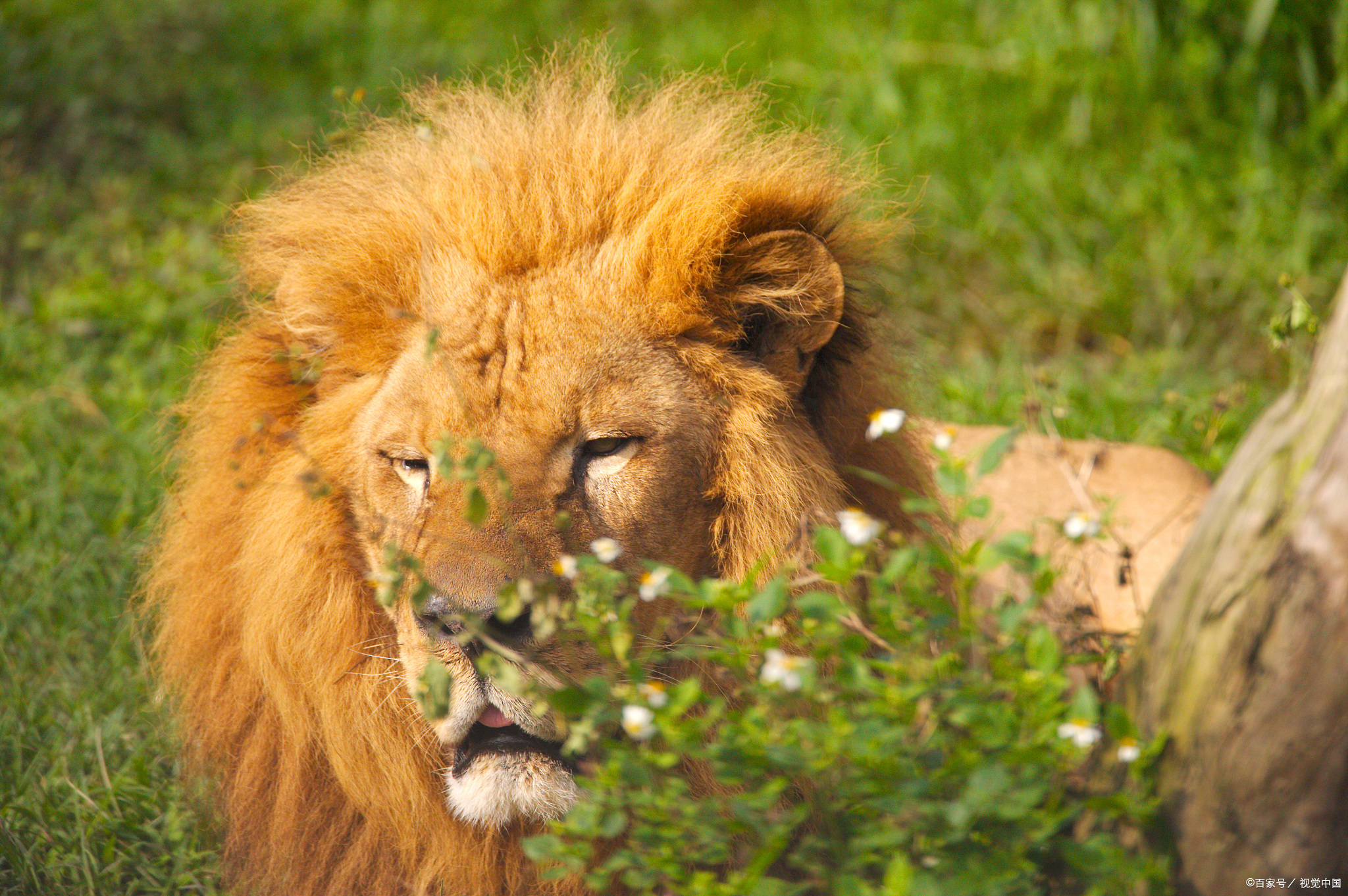 广州动物园狮子留了个齐刘海竟是自己弄的百兽之王也有冷知识