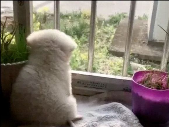 捡了一只小奶狗，3天后狗妈妈上门要孩子，主人却不想还了休闲区蓝鸢梦想 - Www.slyday.coM