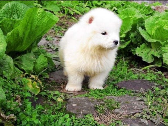 捡了一只小奶狗，3天后狗妈妈上门要孩子，主人却不想还了休闲区蓝鸢梦想 - Www.slyday.coM