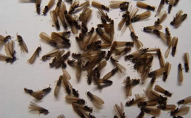 上海白蚁爆发，刘畊宏都边直播边打，放盆水白蚁就自杀是啥原理？休闲区蓝鸢梦想 - Www.slyday.coM