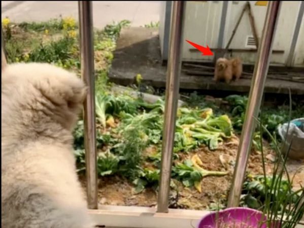 捡了一只小奶狗，3天后狗妈妈上门要孩子，主人却不想还了休闲区蓝鸢梦想 - Www.slyday.coM