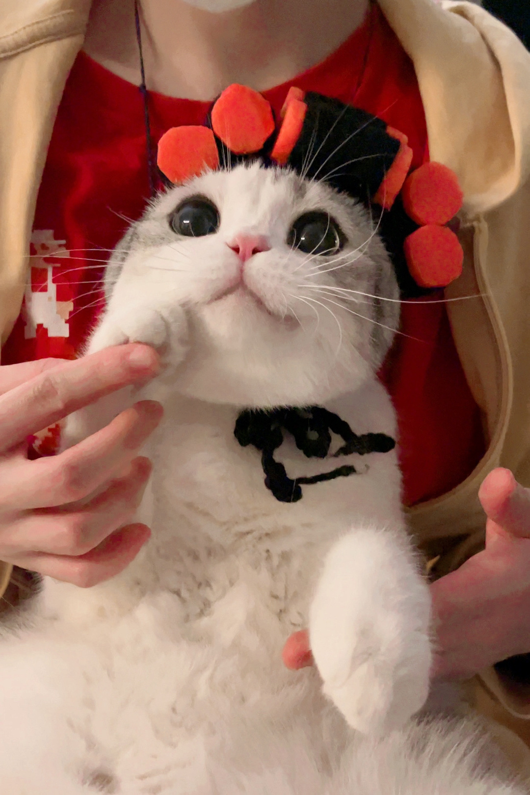 发现一个小包租婆喵真太可爱了ly香香软软的小泡芙