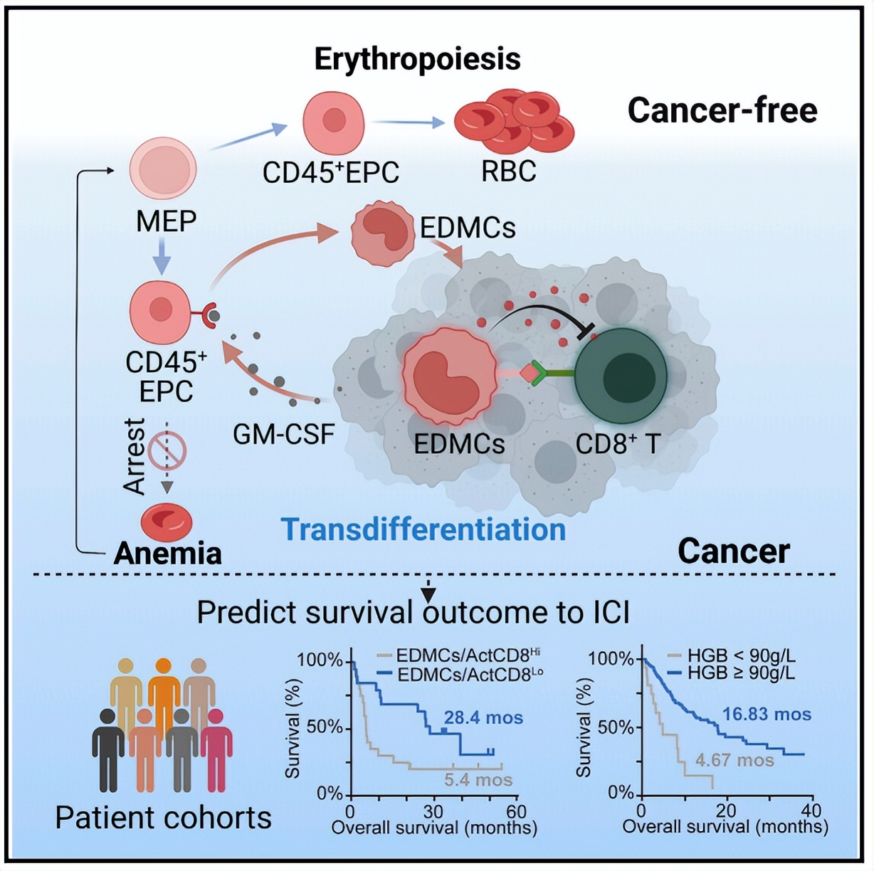 Cell子刊 | 癌细胞并不孤单--肿瘤微环境中的代谢通信 - 技术前沿 - 资讯 - 生物在线