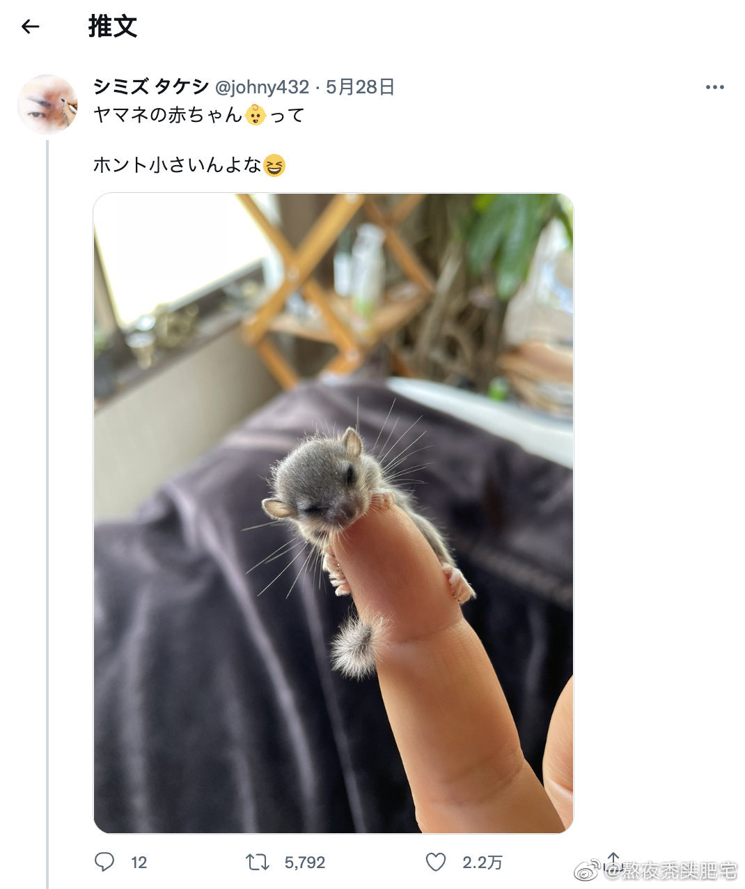日本睡鼠的小宝宝,真的好小好可爱|日本|小宝宝_新浪新闻