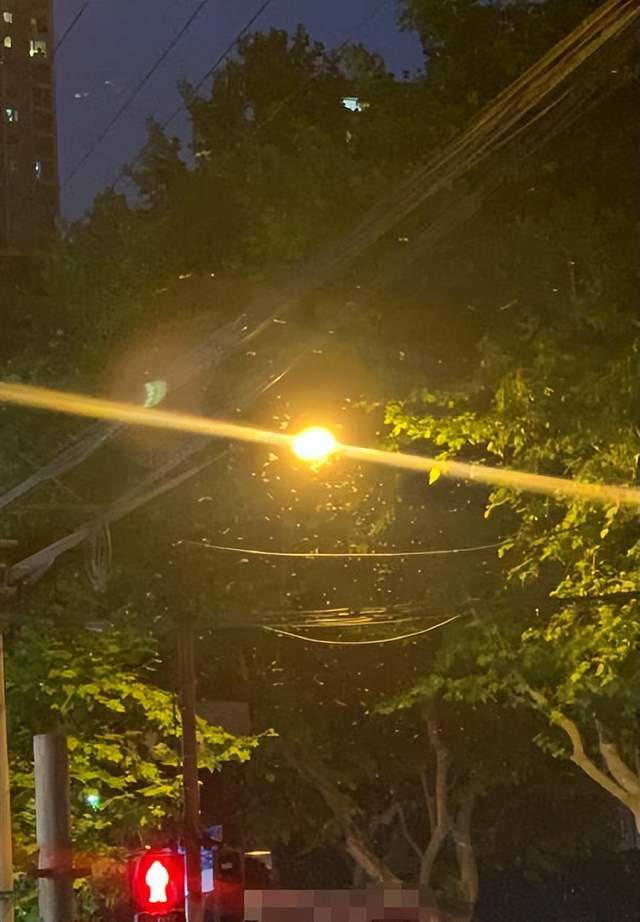 上海白蚁爆发，刘畊宏都边直播边打，放盆水白蚁就自杀是啥原理？休闲区蓝鸢梦想 - Www.slyday.coM