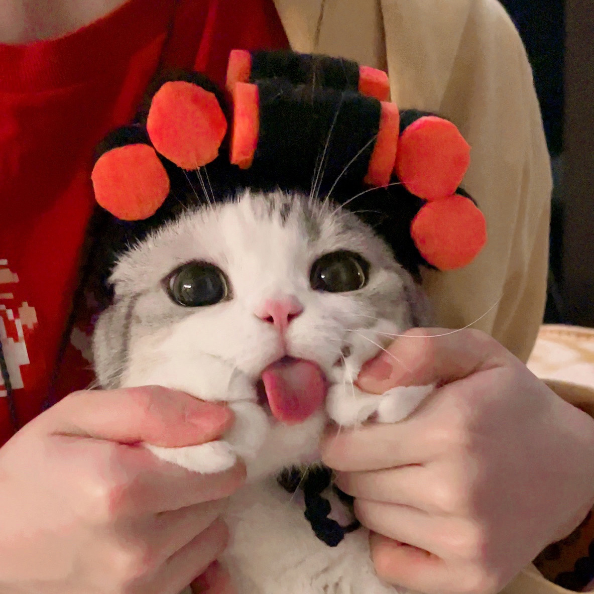 发现一个小包租婆喵真太可爱了ly香香软软的小泡芙