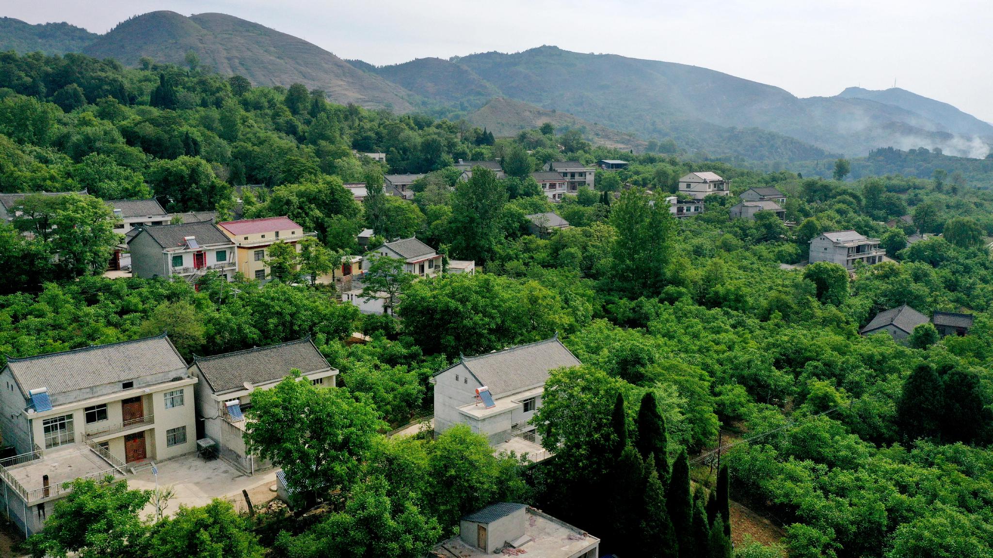 陕西省商洛市商州区上河村,处于一片核桃园的包围之中.