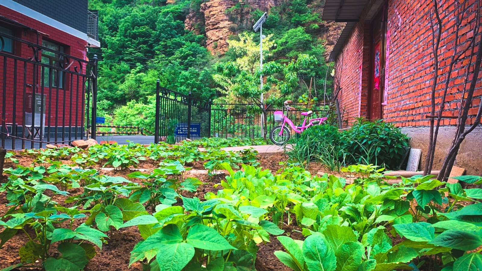 黄松峪乡梨树沟村村民房前绿意盎然的"微菜园".刘畅&nbsp;摄