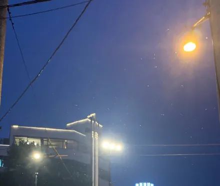 “上海白蚁”冲上热搜，当地回应：疫情导致错过最佳蚊蝇控制时期休闲区蓝鸢梦想 - Www.slyday.coM