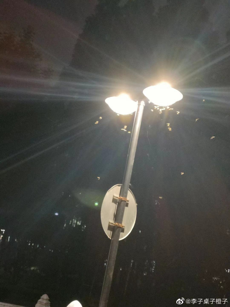 “上海白蚁”冲上热搜，当地回应：疫情导致错过最佳蚊蝇控制时期休闲区蓝鸢梦想 - Www.slyday.coM