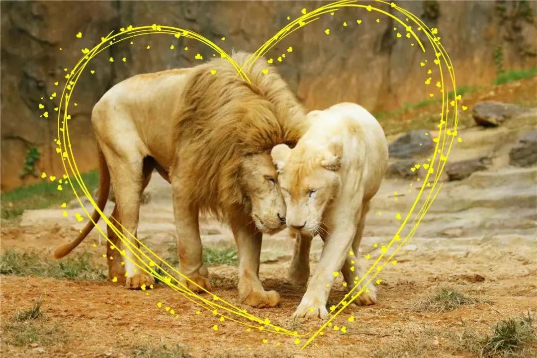 来自杭州的“齐刘海”狮子在广州火了，我们找到了原主人，它原来发型不是这样的，杭州还有它的小伙伴休闲区蓝鸢梦想 - Www.slyday.coM