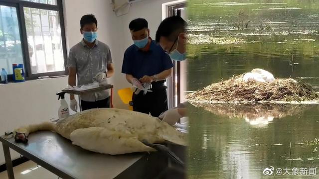 郑州网红疣鼻天鹅“贾园长”死亡 解剖结果预计一周后公布休闲区蓝鸢梦想 - Www.slyday.coM