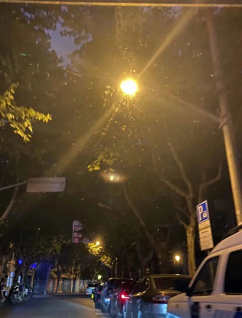 “上海白蚁”冲上热搜，当地回应：疫情导致错过最佳蚊蝇控制时期休闲区蓝鸢梦想 - Www.slyday.coM