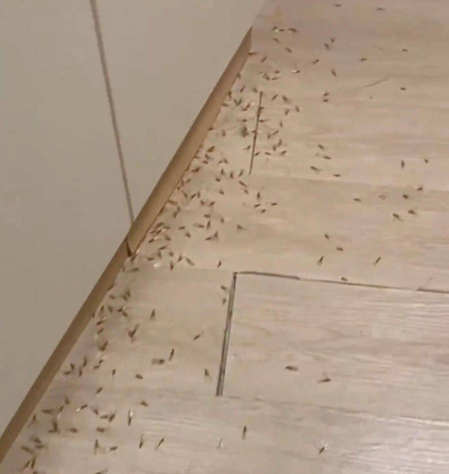 热闻｜上海局地遭白蚁侵袭，刘畊宏也直播“打白蚁”！如何防治？休闲区蓝鸢梦想 - Www.slyday.coM