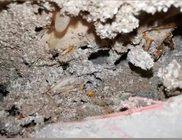 热闻｜上海局地遭白蚁侵袭，刘畊宏也直播“打白蚁”！如何防治？休闲区蓝鸢梦想 - Www.slyday.coM