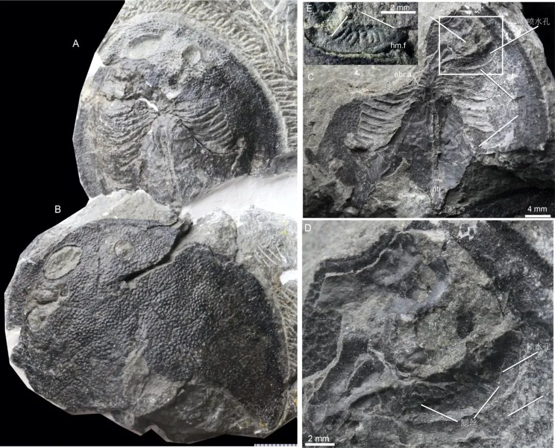 在云南曲靖早泥盆世宽甲鱼化石中首次发现鳃丝印痕，揭示我们的中耳曾经是鱼类用来呼吸的鳃。盖志琨 摄