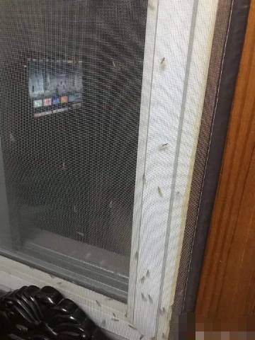 密恐慎入！“上海白蚁”冲上热搜！休闲区蓝鸢梦想 - Www.slyday.coM