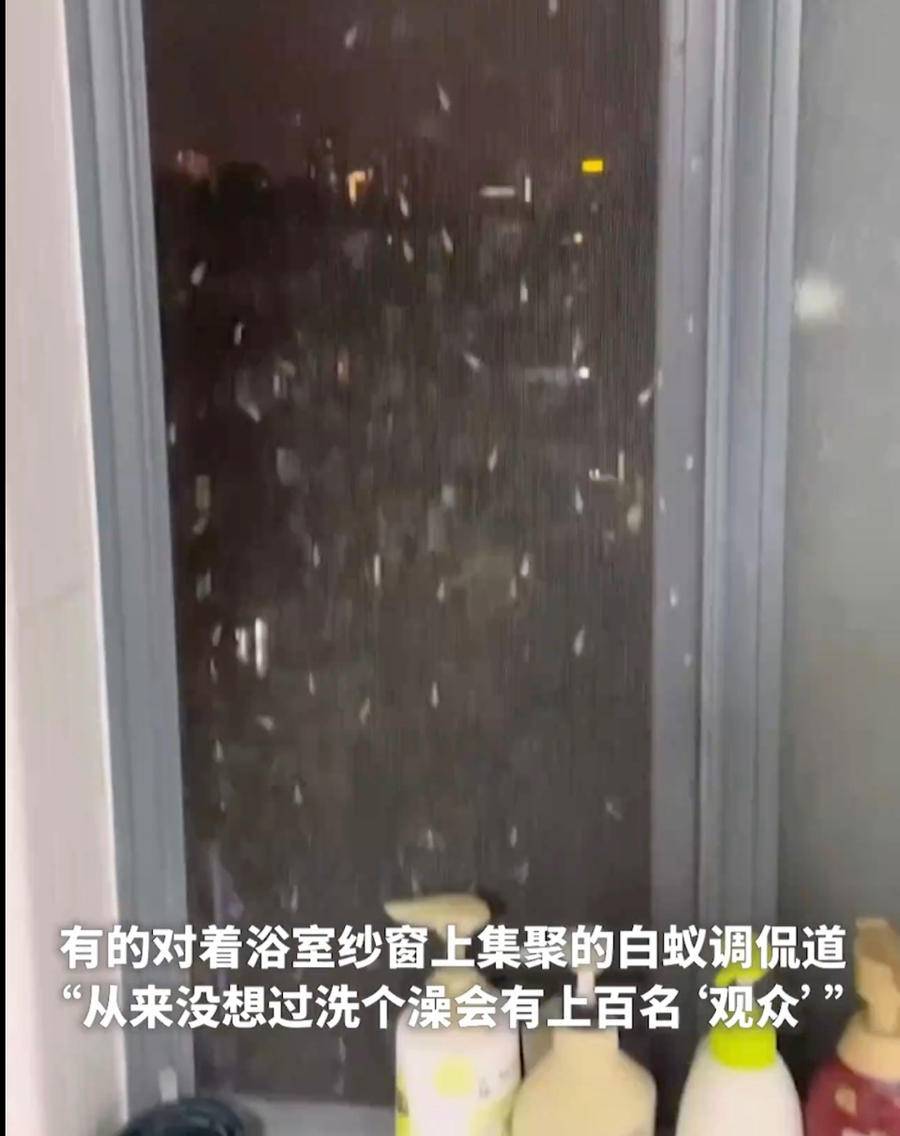 热闻｜上海局地遭白蚁侵袭，刘畊宏也直播“打白蚁”！如何防治？休闲区蓝鸢梦想 - Www.slyday.coM