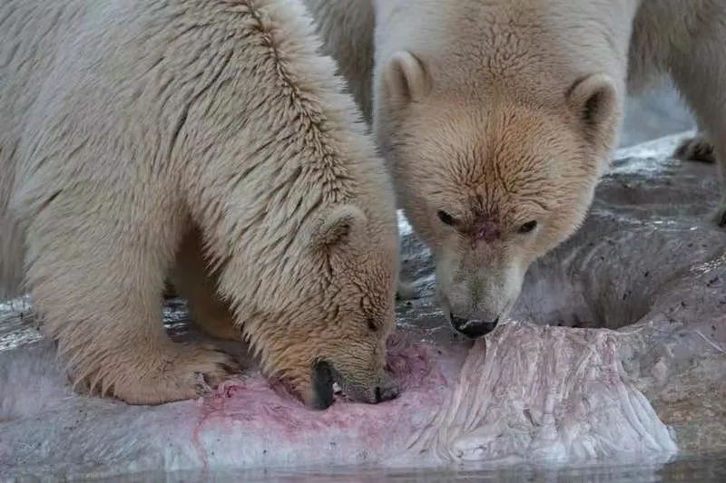 惊人照片北极熊吃鲸