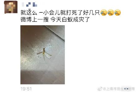 密恐慎入！“上海白蚁”冲上热搜！休闲区蓝鸢梦想 - Www.slyday.coM