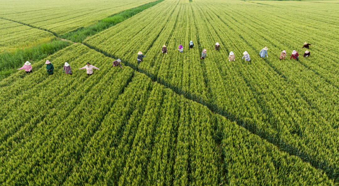 近日，山西永济市虞乡农场，农业技术人员指导麦农保值除杂麦。吕向前摄（人民图片）