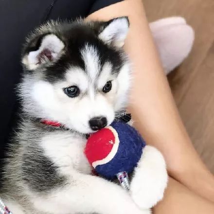 妹子分享了只超萌哈士奇可看到它的小短腿笑疯了