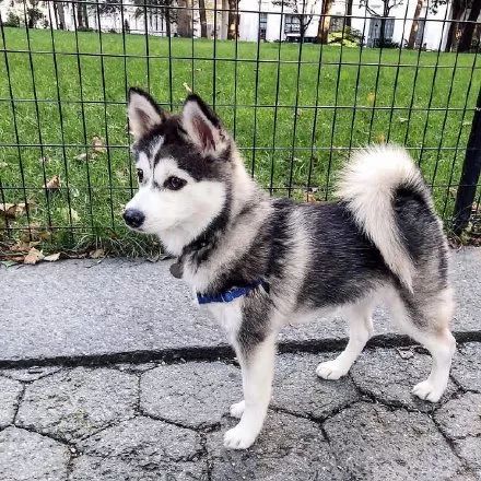 妹子分享了只超萌哈士奇可看到它的小短腿笑疯了