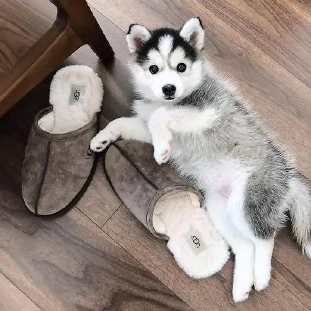 妹子分享了只超萌哈士奇可看到它的小短腿笑疯了