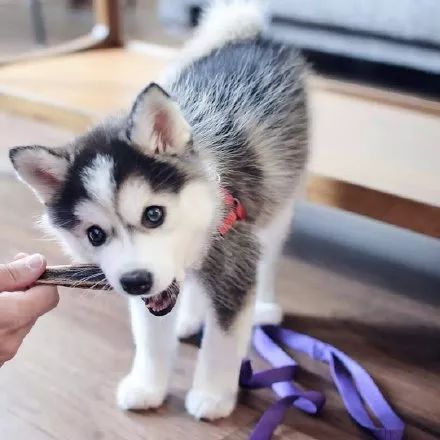 妹子分享了只超萌哈士奇可看到它的小短腿笑疯了