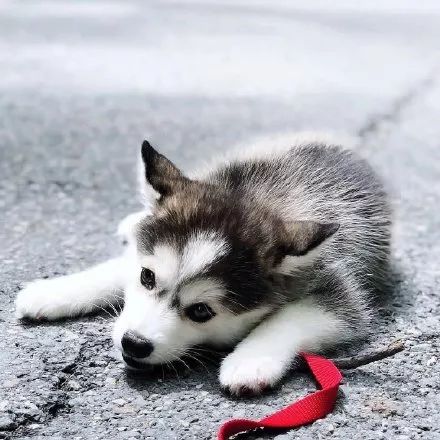 妹子分享了只超萌哈士奇可看到它的小短腿笑疯了