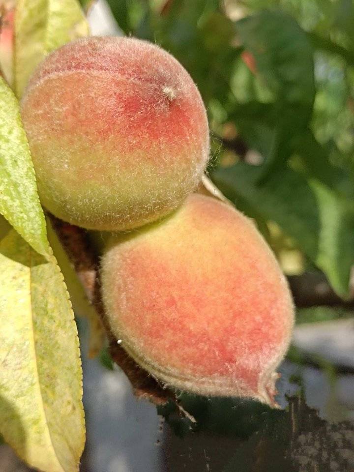 蒙山小毛桃开始采摘上市了