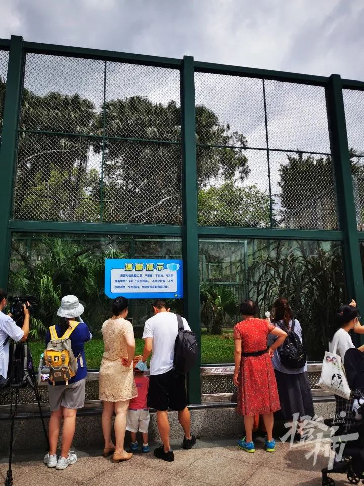 来自杭州的“齐刘海”狮子在广州火了，我们找到了原主人，它原来发型不是这样的，杭州还有它的小伙伴休闲区蓝鸢梦想 - Www.slyday.coM