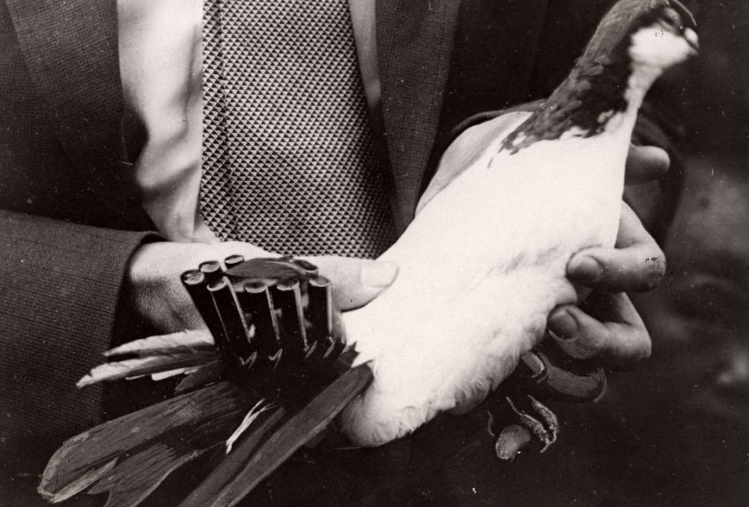 老北京的空中交响曲鸽哨